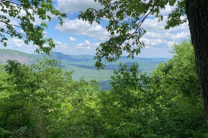 a large tree in a forest